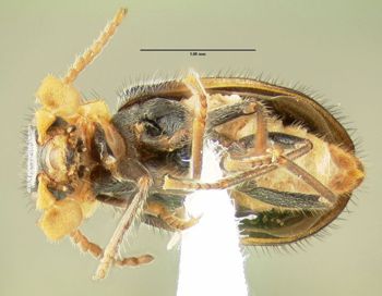 Media type: image;   Entomology 612667 Aspect: habitus ventral view